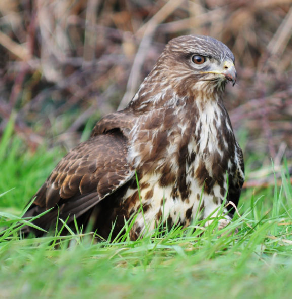 Buzzard