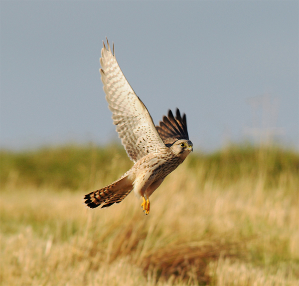 Kestrel