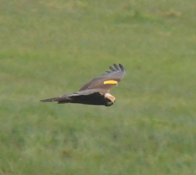 Marsh Harrier