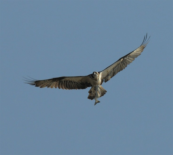 Osprey