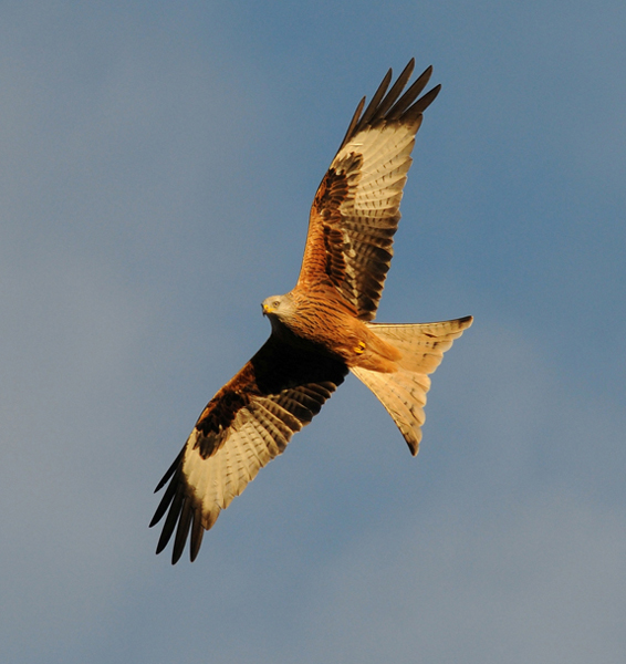 Red Kite