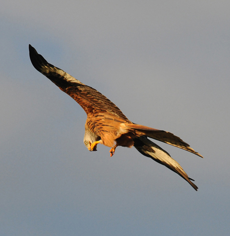 Red Kite