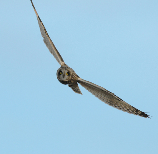 Short-eared Owl