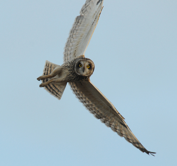 Short-eared Owl