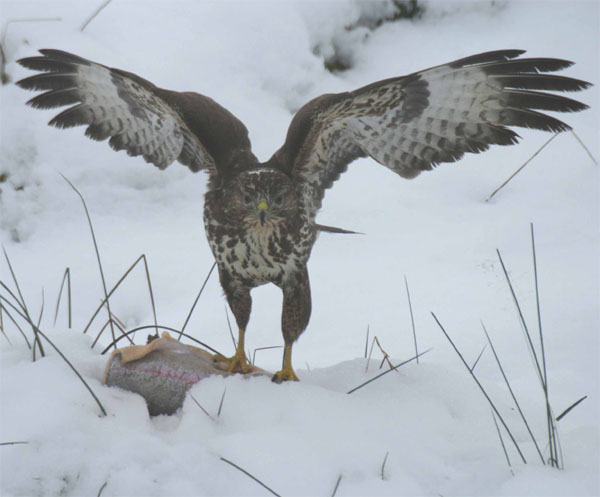 Common Buzzard