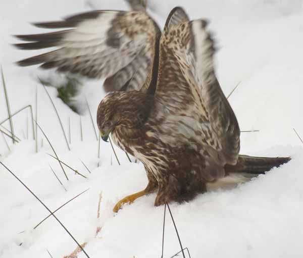 Common Buzzard