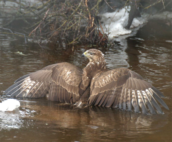 Common Buzzard