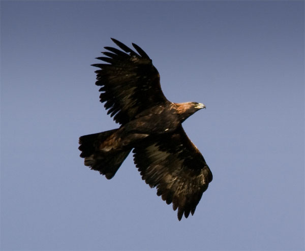 Golden Eagle