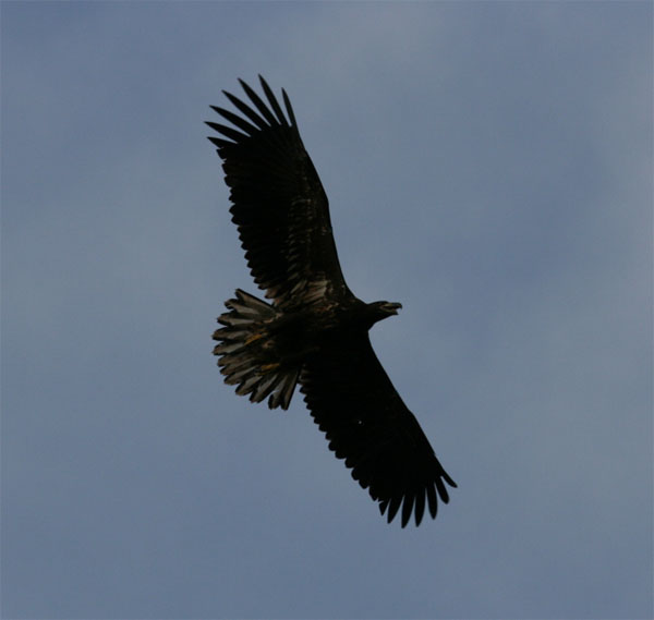 White-tailed Eagle