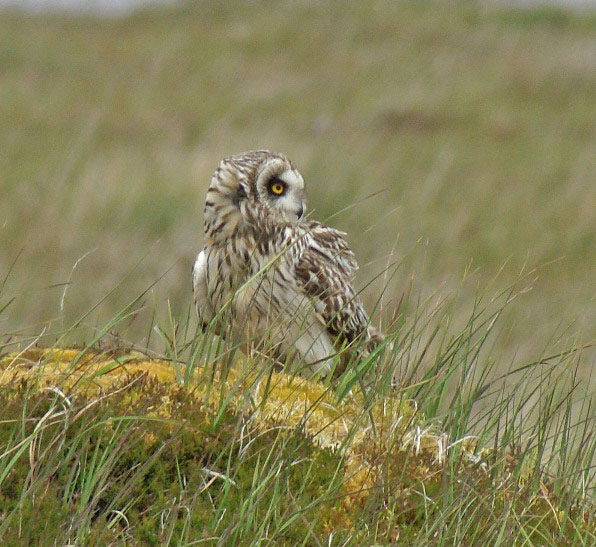 Short-eared Owl