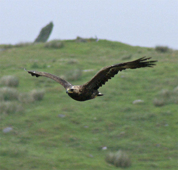 Golden Eagle