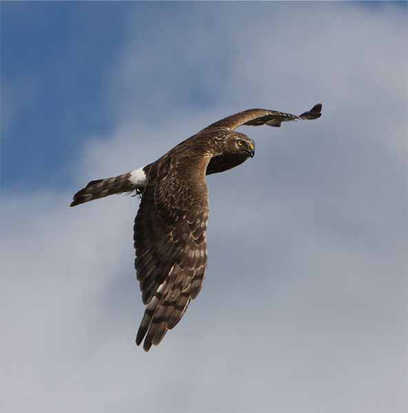 Hen Harrier