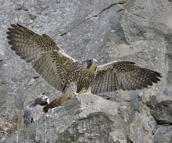 Peregrine Falcon