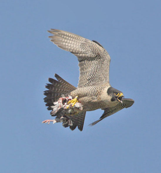 Peregrine Falcon