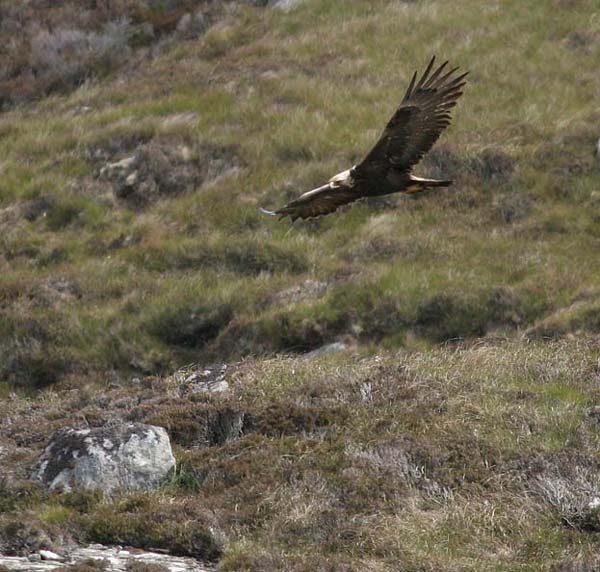 Golden Eagle 