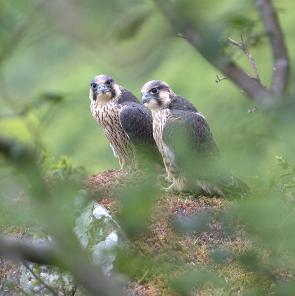 Peregrine Falcons 