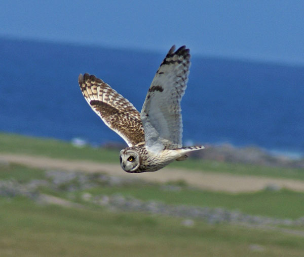 Short-eared Owl