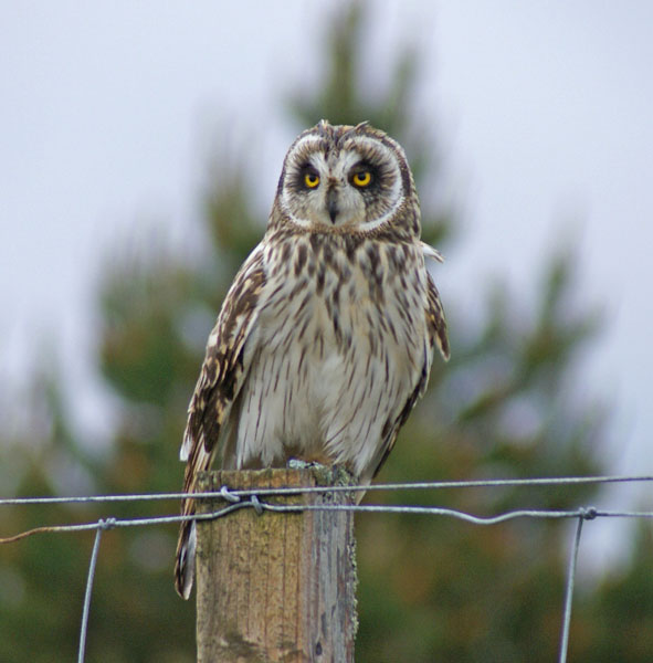 Short-eared Owl