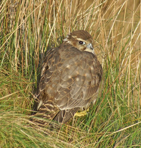 Merlin