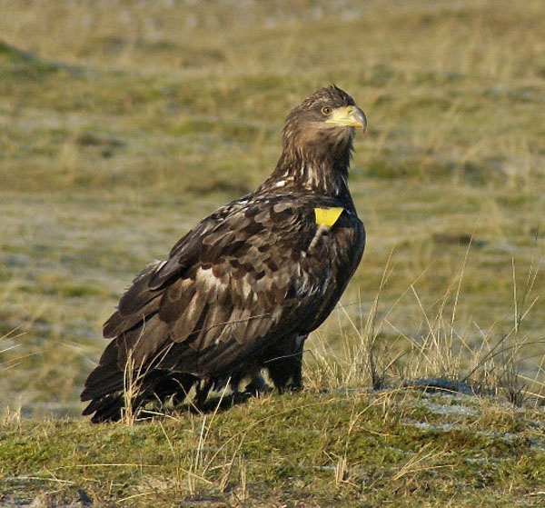 White-tailed Eagle