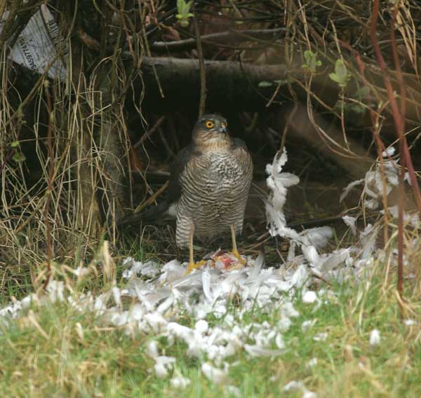 Sparrowhawk