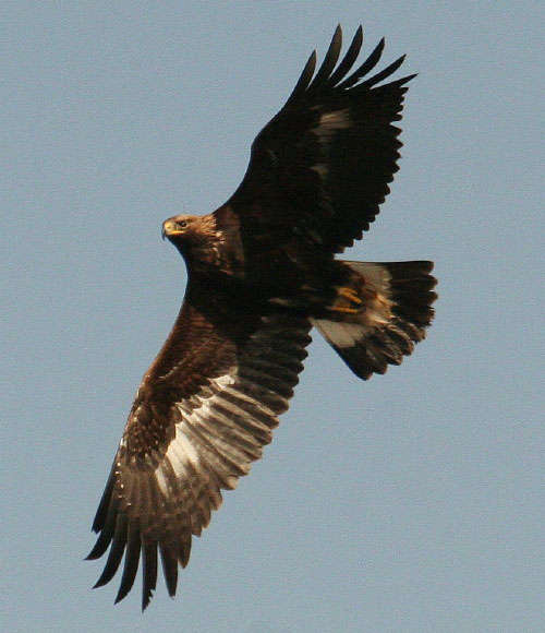 Golden Eagle