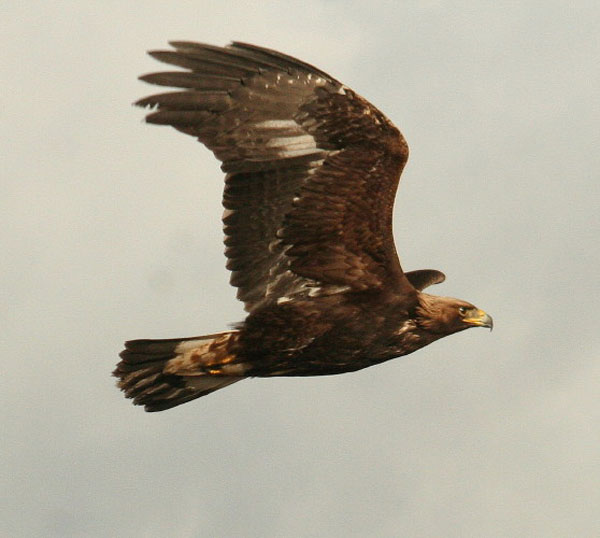 Golden Eagle