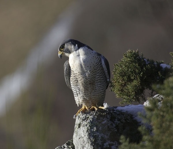 Peregrine