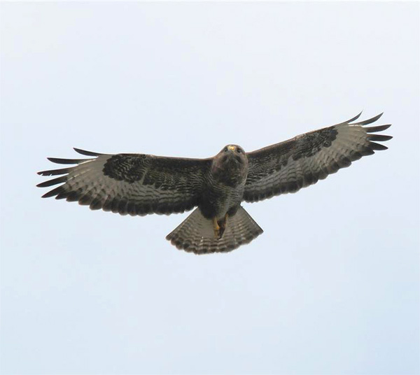 Common Buzzard 