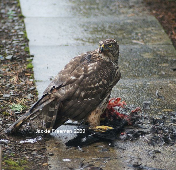 Goshawk