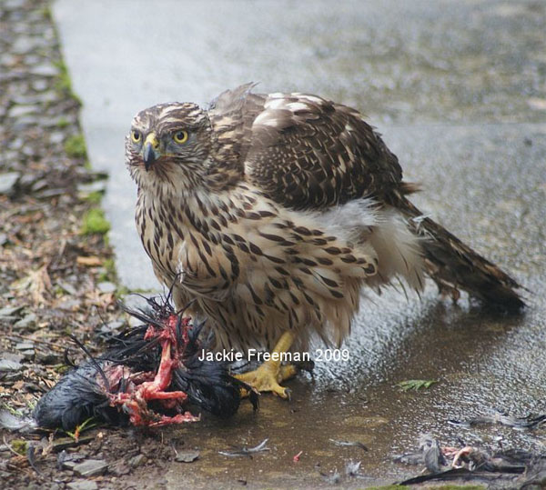 Goshawk