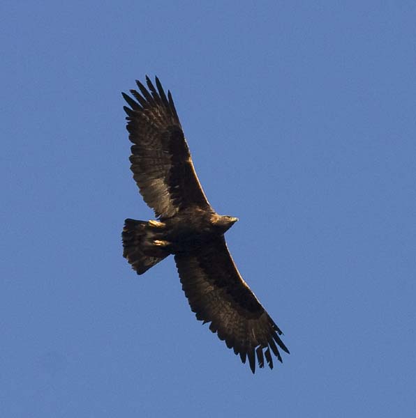 Golden Eagle