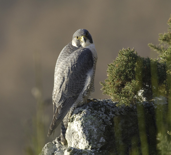 Peregrine Falcon