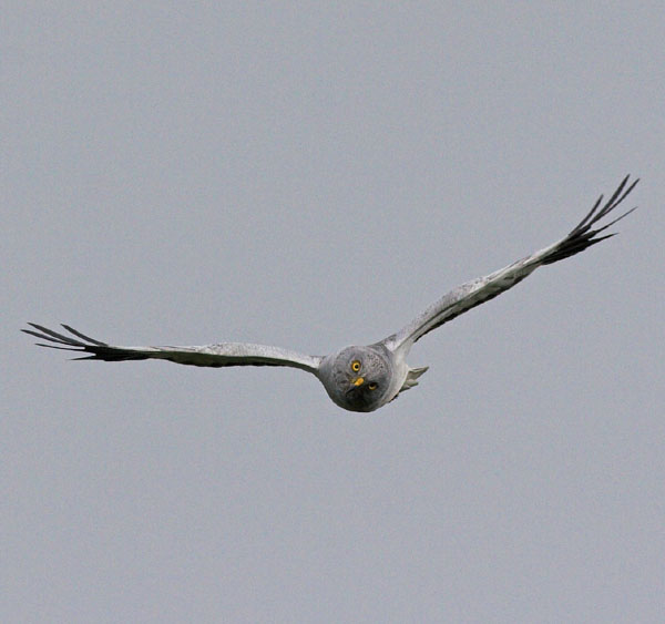 Hen Harrier