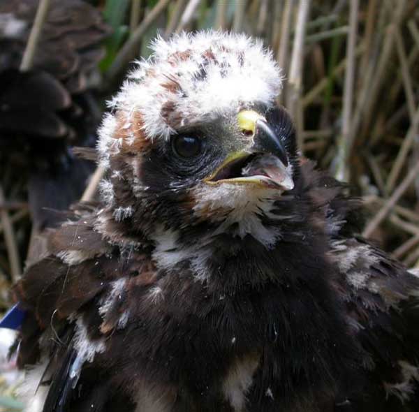 Hen Harrier