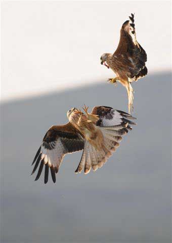 Red Kite