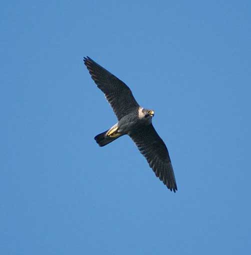 Peregrine