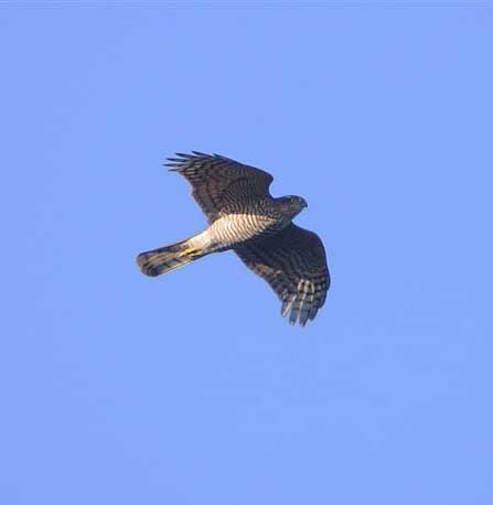 Sparrowhawk