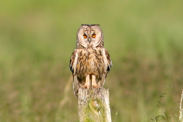 Long-eared Owl