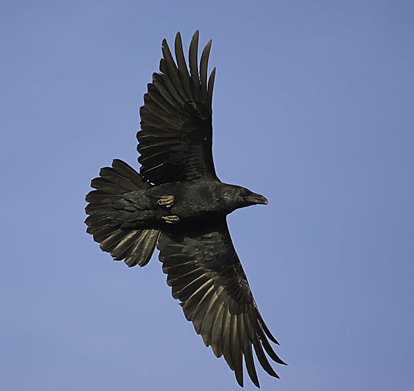 Raven