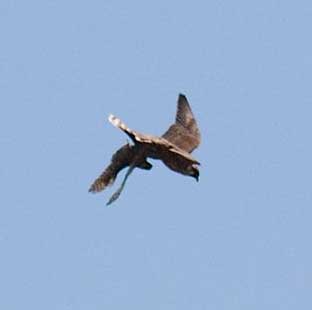 Peregrine catching Sparrowhawk