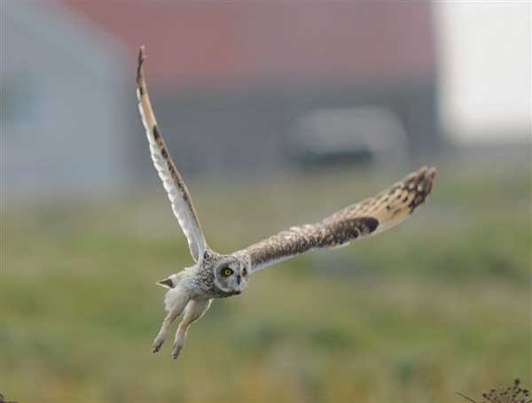 Short-eared Owl