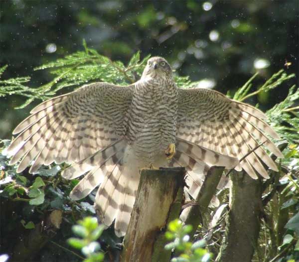 Sparrowhawk