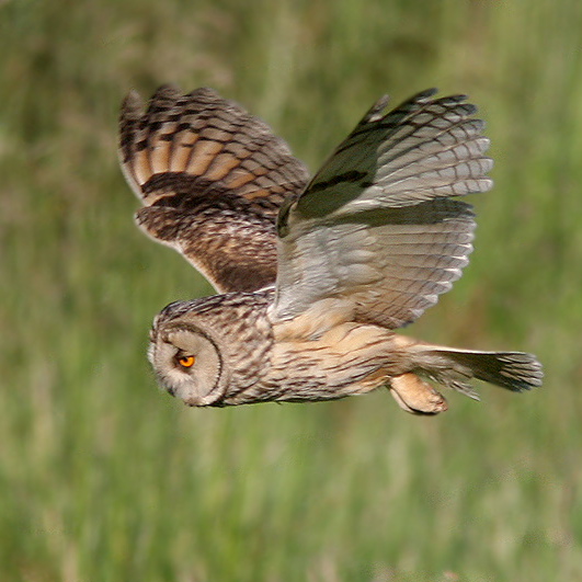 Long-eared Owl