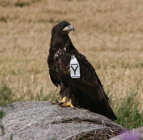 White-tailed Eagle