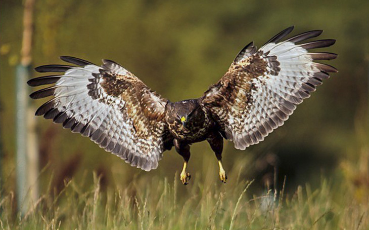 Flying buzzard. Photo by Dean Bricknell.