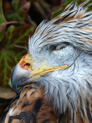 Dead red kite: photo by Marc Ruddock