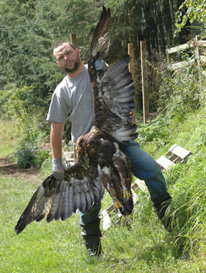 This golden eagle was poisoned in the Borders in 2007. She was one half of the last remaining breeding pair in the region.