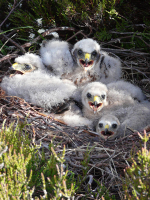 Hen harrier chicks: Photo by Andrew Sandeman 