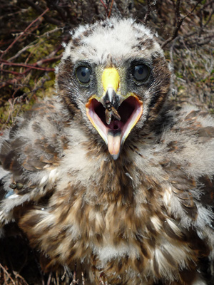  Hen Harrier chick with a fly: Photo by by John Rhead